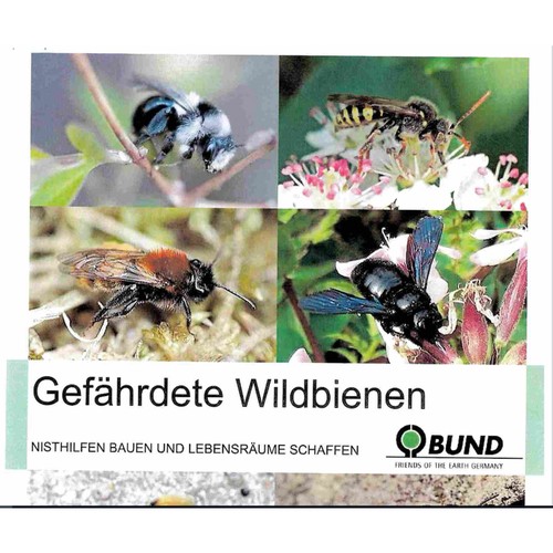 Gefährdete Wildbienen